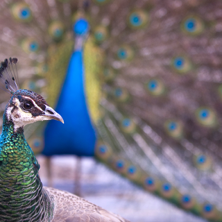 Using the Peacock Strategy to Accelerate Your Go-To-Market Strategy