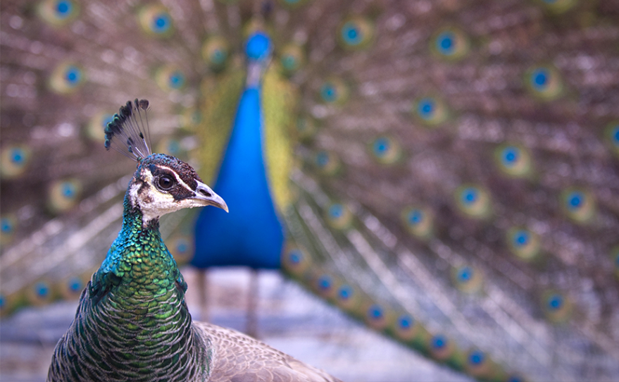 Using the Peacock Strategy to Accelerate Your Go-To-Market Strategy